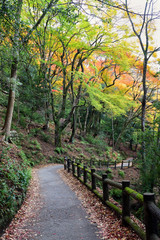 Beautiful walkway on the mountain with maple tree in Arashiyama, Japan.Arashiyama district in the western outskirts of Kyoto