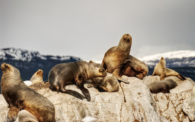 Sea lions on a rock in Ushuaia