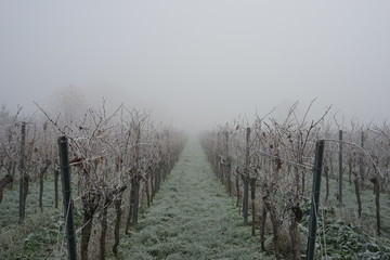 Stimmungsvoller, winterlicher Weingarten bei Frost und Nebel