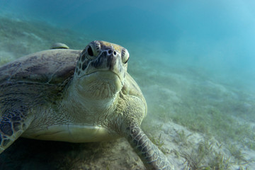Green Sea Turtle or (Chelonia mydas) at the bottom of the sea.