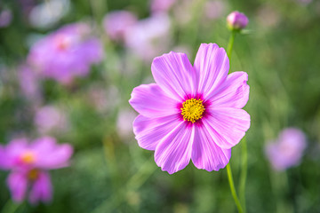 Obraz premium Cosmos flowers with soft natural background