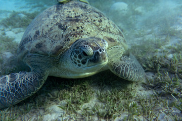 Green Sea Turtle or (Chelonia mydas) at the bottom of the sea.