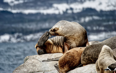 Sea lions on a rock in Ushuaia