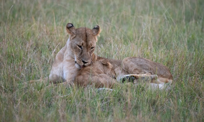 lioness washing cub