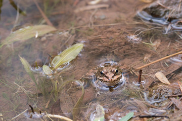 frog in the pond