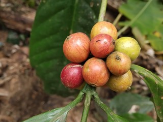 Fresh coffee fruit in the garden.