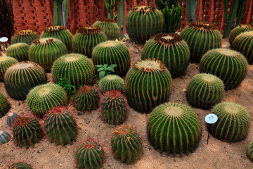 Cactus plants Echinocactus