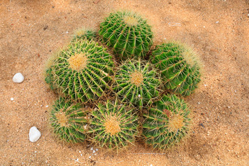 Cactus plants Echinocactus
