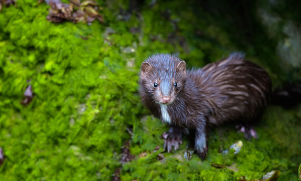 Minkur (Mustela vison)