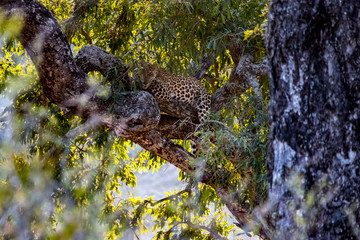 Leopard in a tree