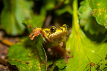 frog on leaf