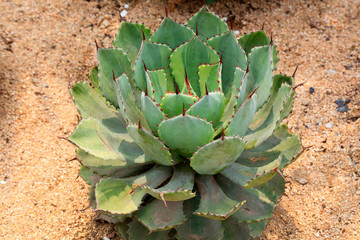 Agavaceae plants in the botanical garden