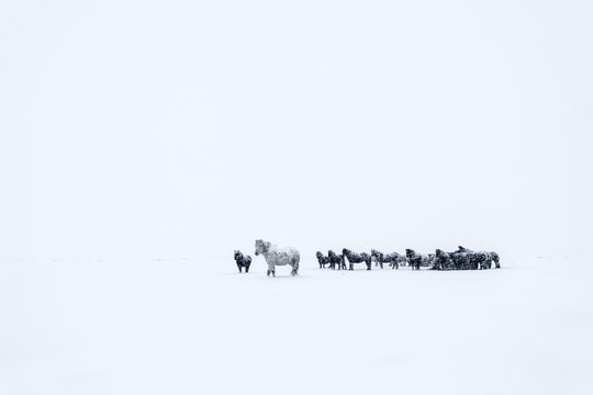 Horses in snowstorm
