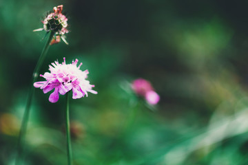 Wild pink flower, natural background