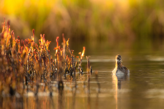 Red-necked Phalarope (Phalaropus lobatus)