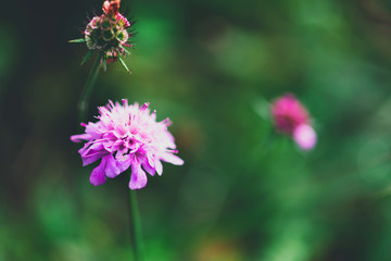 Wild pink flower, natural background