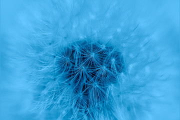 Blue Dandelion flower seeds close up. Dandelion Flower texture. Mock up or template. Flower background. Trendy Banner with color of the year 2020