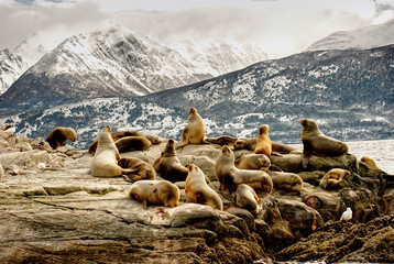 Sea lions on a rock in Ushuaia Argentina