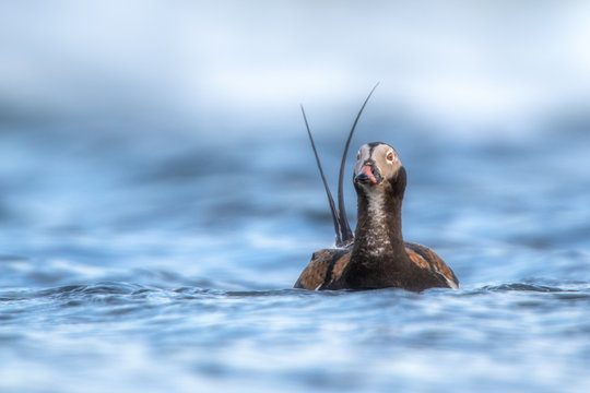 Long-tailed Duck (Clangula hyemalis)