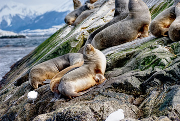 Sea lions on a rock in Ushuaia Argentina