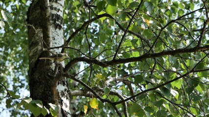 A tit sits on a birch branch.