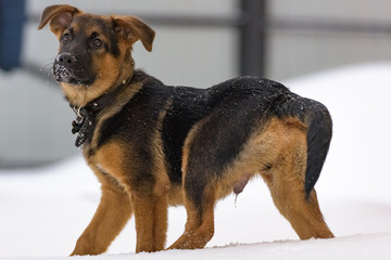 German Shepherd puppy