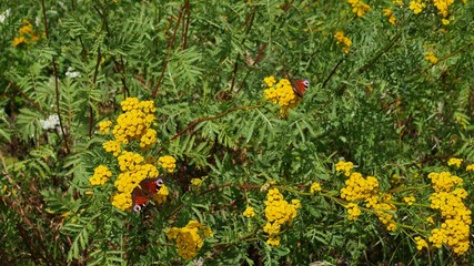 Butterflies on tansy flowers eat nectar.