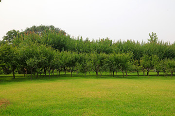 Trees and lawns