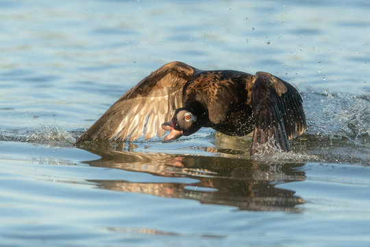 Long-tailed Duck (Clangula hyemalis)
