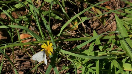Butterfly cabbage sits on a yellow flower.