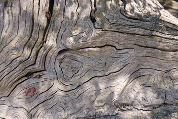 Cross section of very old tree trunk , natural background