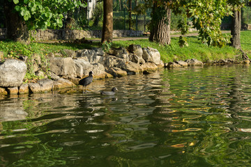Coots at Lake Endine near Bergamo