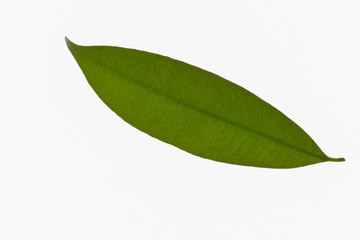 Fototapeta na wymiar Green leaf pattern Against the white background