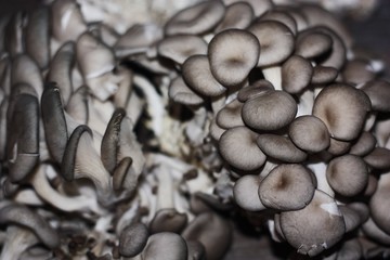 Fresh oyster mushrooms on wooden background macro