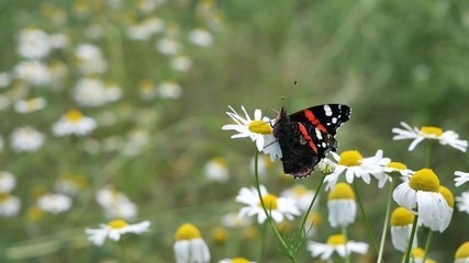 Butterfly Vanessa atalanta sits on a camomile..