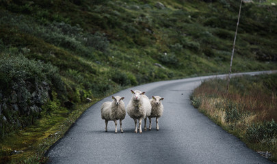 Schaafe auf der Straße in Norwegen
