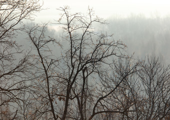 Fototapeta na wymiar Bare tree branches in the fog at dawn