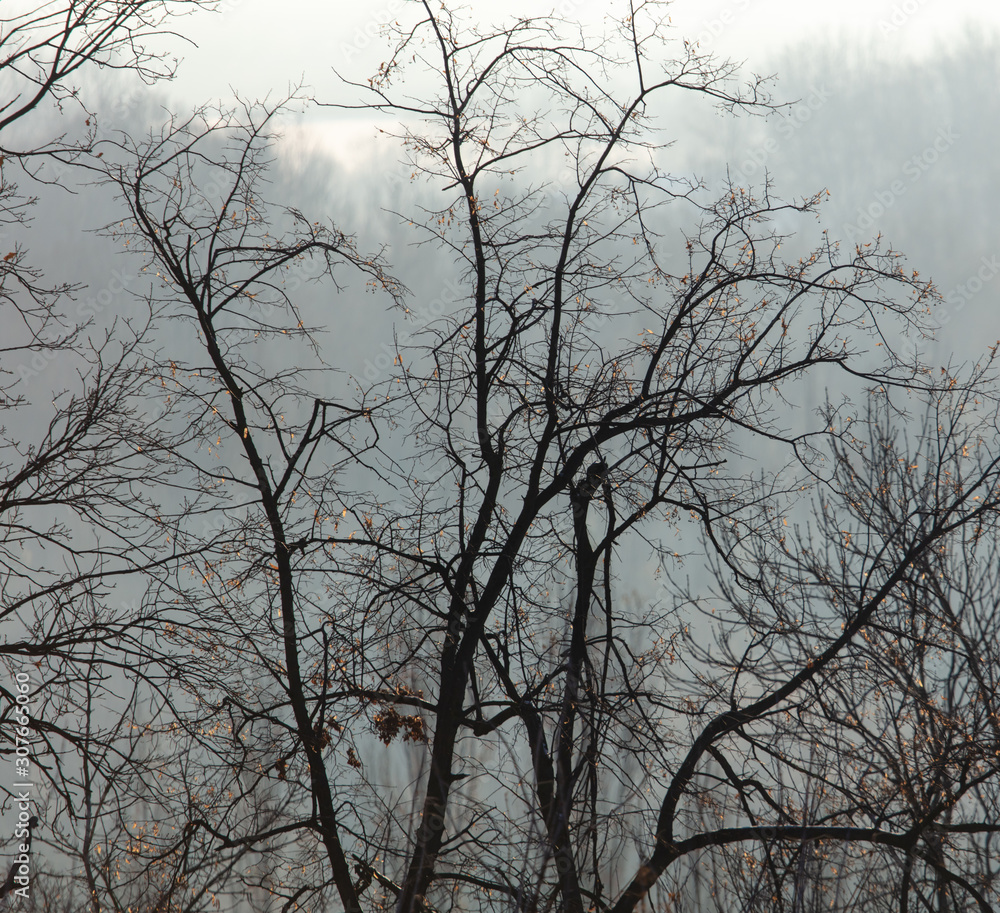 Wall mural bare tree branches in the fog at dawn