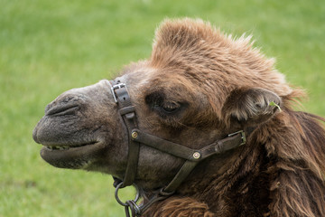 Bactrian Camel (Camelus bactrianus)