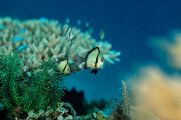The surprising underwater world of the Indian and Pacifical Oceans