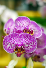 Beautiful Blooming Moth Lavender Purple Orchid
