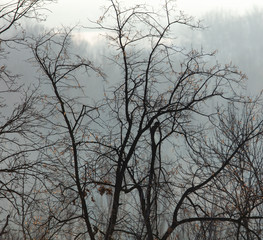 Bare tree branches in the fog at dawn
