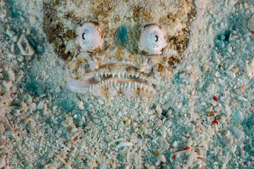 The surprising underwater world of the Indian and Pacifical Oceans