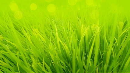 Fototapeta premium background with green grass