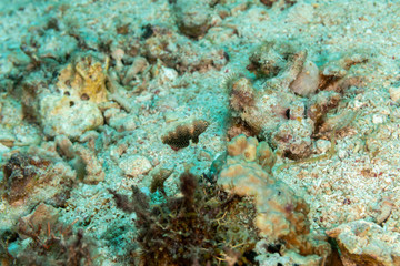 The surprising underwater world of the Indian and Pacifical Oceans