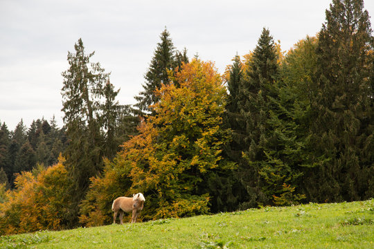 Pferd auf der Weide mit herbstlichen B&auml;umen