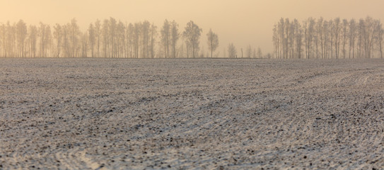 Trees in the snow and fog at dawn