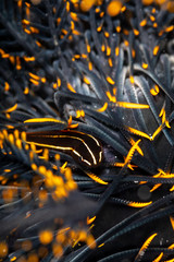 The surprising underwater world of the Indian and Pacifical Oceans