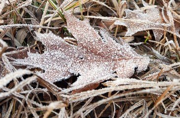 A leaf of American red oak covered with hoarfrost lies in the damp grass in early winter, during frosts.