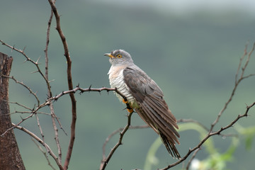 Common Cuckoo perched on a branch